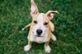 Cute small American Staffordshire Terrier puppy sitting outdoors Royalty Free Stock Photo