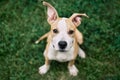 Cute small American Staffordshire Terrier puppy sitting outdoors Royalty Free Stock Photo