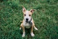 Cute small American Staffordshire Terrier puppy sitting outdoors Royalty Free Stock Photo