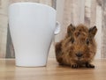 Cute small baby abyssinian guinea pig with mug