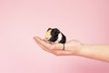 A cute small baby guinea pig sitting held in a human hand on a pink coloured background Royalty Free Stock Photo