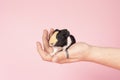 A cute small baby guinea pig sitting held in a human hand on a pink coloured background Royalty Free Stock Photo