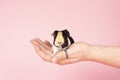 A cute small baby guinea pig sitting held in a human hand on a pink coloured background Royalty Free Stock Photo