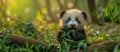 A cute small baby panda with big eyes sitting in a forest, eating bamboo leaves Royalty Free Stock Photo