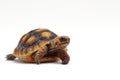 Cute small baby Red-foot Tortoise in front of white background Royalty Free Stock Photo