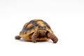 Cute small baby Red-foot Tortoise in front of white background Royalty Free Stock Photo