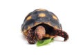 Cute small baby Red-foot Tortoise in front of white background Royalty Free Stock Photo