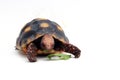 Cute small baby Red-foot Tortoise in front of white background Royalty Free Stock Photo