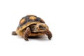 Cute small baby Red-foot Tortoise in front of white background Royalty Free Stock Photo