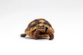 Cute small baby Red-foot Tortoise in front of white background Royalty Free Stock Photo