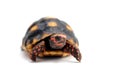 Cute small baby Red-foot Tortoise in front of white background Royalty Free Stock Photo
