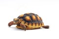 Cute small baby Red-foot Tortoise in front of white background Royalty Free Stock Photo