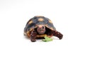 Cute small baby Red-foot Tortoise in front of white background Royalty Free Stock Photo