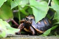 Cute small baby Red-foot Tortoise in the nature,The red-footed tortoise Chelonoidis carbonarius is a species of tortoise from no Royalty Free Stock Photo