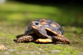 Cute small baby Red-foot Tortoise in the nature,The red-footed tortoise Chelonoidis carbonarius is a species of tortoise from no Royalty Free Stock Photo