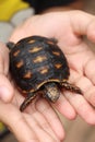 Cute small baby Red-foot Tortoise in the nature,The red-footed tortoise Chelonoidis carbonarius is a species of tortoise from no Royalty Free Stock Photo