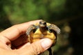 Cute small baby Red-foot Tortoise in the nature,The red-footed tortoise Chelonoidis carbonarius Royalty Free Stock Photo