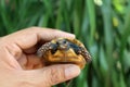 Cute small baby Red-foot Tortoise in the nature,The red-footed tortoise Chelonoidis carbonarius is a species of tortoise from no Royalty Free Stock Photo
