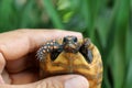 Cute small baby Red-foot Tortoise in the nature,The red-footed tortoise Chelonoidis carbonarius is a species of tortoise from no Royalty Free Stock Photo