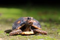 Cute small baby Red-foot Tortoise in the nature,The red-footed tortoise Chelonoidis carbonarius is a species of tortoise from no Royalty Free Stock Photo