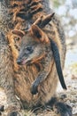 Cute small baby red kangaroo, or known as joey resting in her mother`s pouch. Adelaide, Australia Royalty Free Stock Photo