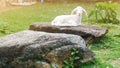 Cute small baby sheep lamb sitting relaxing on stone Royalty Free Stock Photo