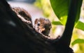 Cute small baby squirrel peeking at the camera through the tree trunk, the concept of watchful and curious photograph. Yet to Royalty Free Stock Photo