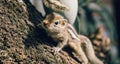 Cute small baby squirrel peeking at the camera through the tree trunk, the concept of watchful and curious photograph. Yet to Royalty Free Stock Photo