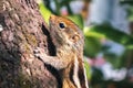 Cute small baby squirrel trying to climb a huge mango tree, Yet to learn and master the art of climbing, struggles to grip and Royalty Free Stock Photo