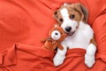 Cute Beagle dog puppy love Royalty Free Stock Photo