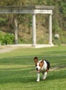 Cute Beagle dog puppy Royalty Free Stock Photo