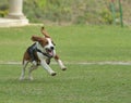 Cute Beagle dog puppy Royalty Free Stock Photo