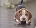 Cute Beagle dog puppy Royalty Free Stock Photo