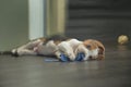 Cute Beagle dog puppy Royalty Free Stock Photo