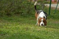 Cute Beagle dog puppy Royalty Free Stock Photo