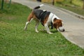 Cute Beagle dog puppy Royalty Free Stock Photo