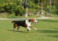 Cute Beagle dog puppy Royalty Free Stock Photo