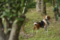 Cute Beagle dog puppy Royalty Free Stock Photo