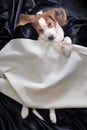 Cute Beagle dog puppy sleeping Royalty Free Stock Photo