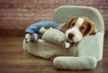 Cute Beagle dog puppy and sofa Royalty Free Stock Photo