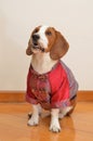 Cute Beagle dog puppy Royalty Free Stock Photo