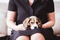 Cute small beagle puppy on lap close-up