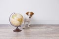 Cute small beautiful dog sitting on the floor, white background with world globe besides. Travel and education concept. Lifestyle Royalty Free Stock Photo