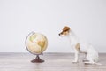 Cute small beautiful dog sitting on the floor, white background with world globe besides. Travel and education concept. Lifestyle Royalty Free Stock Photo