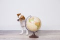 Cute small beautiful dog sitting on the floor, white background with world globe besides. Travel and education concept. Lifestyle Royalty Free Stock Photo