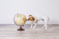 Cute small beautiful dog sitting on the floor, white background with world globe besides. Travel and education concept. Lifestyle Royalty Free Stock Photo