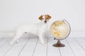 Cute small beautiful dog sitting on the floor, white background with world globe besides. Travel and education concept. Lifestyle Royalty Free Stock Photo