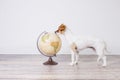 Cute small beautiful dog sitting on the floor, white background with world globe besides. Travel and education concept. Lifestyle Royalty Free Stock Photo