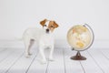 Cute small beautiful dog sitting on the floor, white background with world globe besides. Travel and education concept. Lifestyle Royalty Free Stock Photo