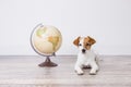 Cute small beautiful dog sitting on the floor, white background with world globe besides. Travel and education concept. Lifestyle Royalty Free Stock Photo